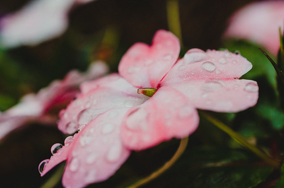 Trickey Photography